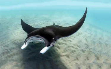 manta_Vladimir Turkenich_shutterstock_.jpg.webp