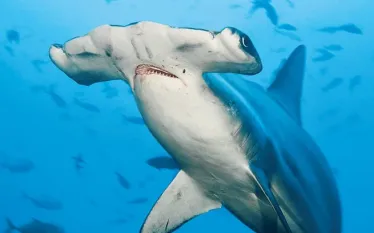 marine-species-hammerhead-martin-strmiska-alamy.jpg.webp