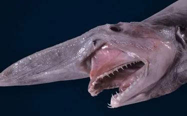 mitsukurina-owstoni-goblin-shark-registration-no-a---large__copy.jpg.webp