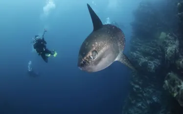 mola-mola-swimming-bad-shutterstock_.jpg.webp