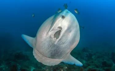 molamola_David Carbo_shutterstock_.jpg.webp