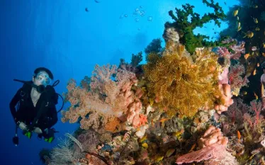 narcosis-.jpg.webp