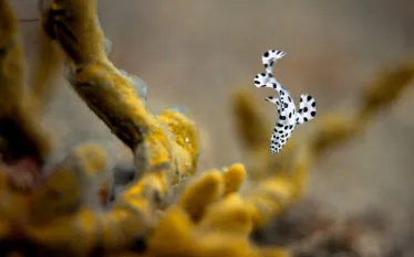 nikon mm macro - christian loader-scubazoo-_.jpg.webp