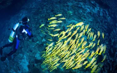 nitrox-scuba-diving.jpg.webp