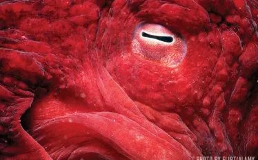 octopus-facts-flirt.jpg.webp