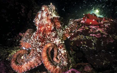 octopus-post_edit.jpg.webp