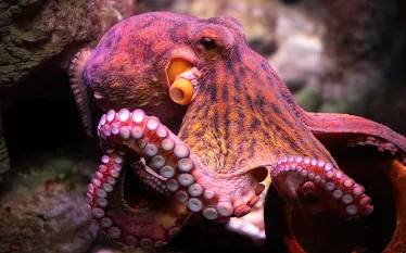 octopuscolor_shutterstock_.jpg.webp