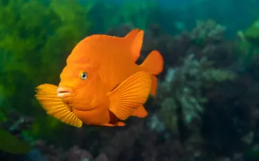 orangegaribaldi_ Joe Belanger _shutterstock_.jpg.webp