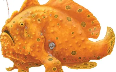 painted_frogfish_illustration_emily_damstra.jpg.webp