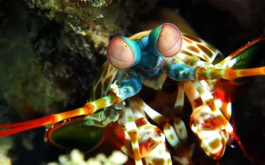 peacock-mantis-shrimp-shutterstock.jpg.webp