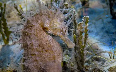 plunkett-linedseahorse-seagrass-algae.jpg.webp