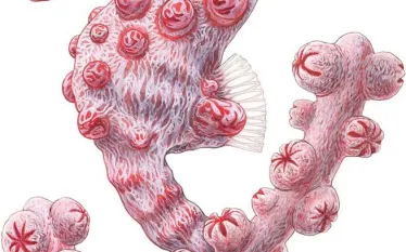 pygmy-seahorse-fun-facts-illustration.jpg.webp