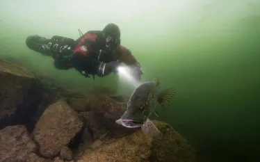 rebreather-diver-quarry-fish-shutterstock-janik-rybickajpg.jpg.webp