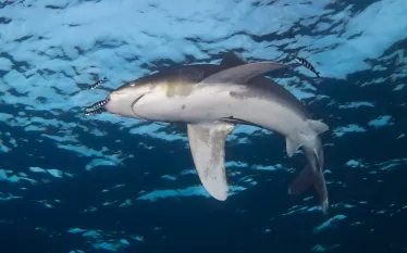 redseaoceanic_BrandiMueller.jpg.webp