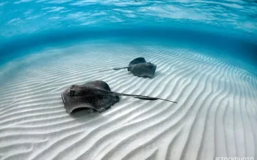 safe_to_dive_with_stingrays_ask_dan_.jpg.webp
