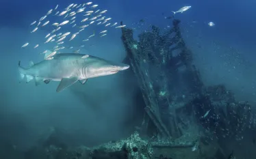 sand-tiger-on-Portland-wreck.jpg.webp