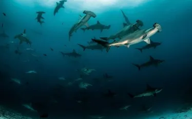 scalloped-hammerheads-tomas-kotouc-shutterstock_.jpg.webp