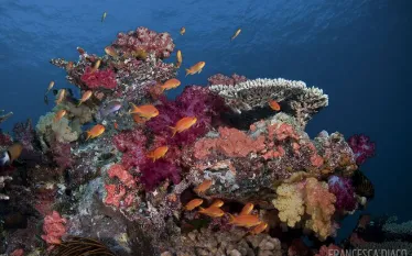 scuba-diving-fiji-reefs.jpg.webp