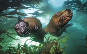 sea-LIONS_edit.jpg.webp