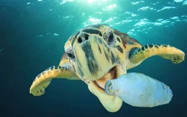 sea-turtles-smell-ocean-plastic-shutterstock.jpg.webp