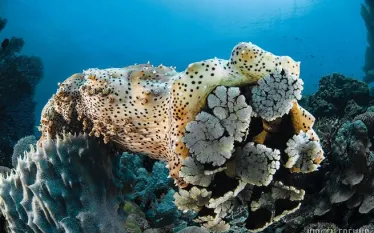sea_cucumber_jurgen_spd_.jpg.webp