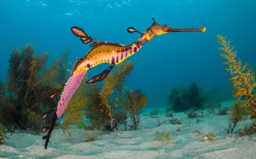 seadragonwitheggs_YP-D-brandon_cole.jpg.webp