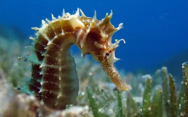 seahorse_shutterstock.jpg.webp