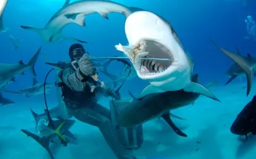 shark-feeding-shutterstock-rich-carey.jpg.webp