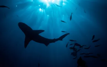 shark_seasport_divers.jpeg.webp