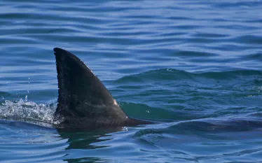 sharkfin_Andreas Wolochow_shutterstock_.jpg.webp