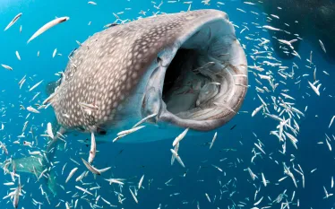 shutterstock__whaleshark_TRANDUYLONG.jpg.webp