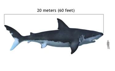 spd-megaladon.jpg.webp