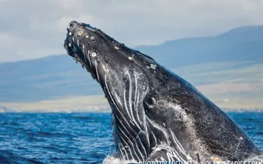 spd_humpbacks_-mno_web.jpg.webp