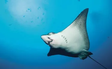 spd_species_bcykweb.jpg.webp