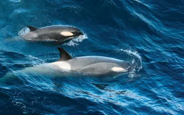 spd_species_bgbwe.jpg.webp