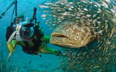 species_mpo_gg_diver.jpg.webp