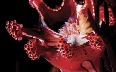 staurozoans-_edit.jpg.webp