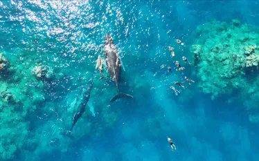 travelers-swimming-with-humpbacks-silver-banks-credit-courtesy-Jason-Flowers_Aggressor-Adventures.jpg.webp