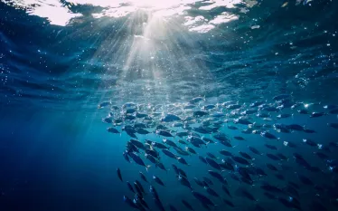 tuna_Wonderful Nature_shutterstock_.jpg.webp