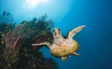 turtle--budget-trip_.jpg.webp