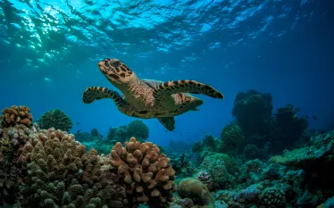 turtle_indianocean_Will Falcon_shutterstock_.jpg.webp