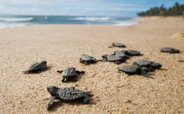 turtles_shutterstock__ Focus Pix _.jpg.webp