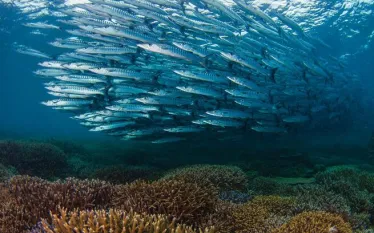 underwater-photo-school-of-barracuda-malaysia.jpg.webp