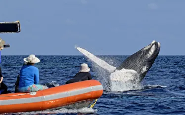 whale_humpback_sb_h__dom_md.jpg.webp