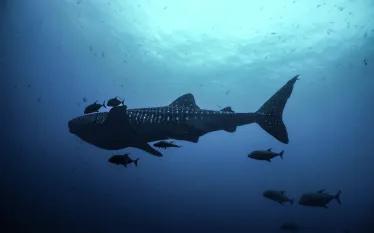 whaleshark_MartinaAlvarez.jpg.webp