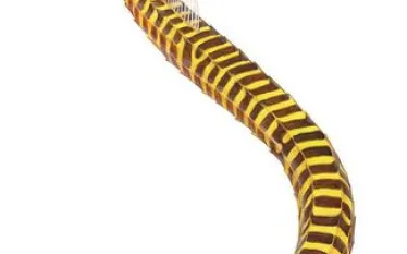 yellow-banded-pipefish-illustration_copy.jpg.webp