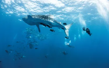 -annie_crawley-whale-shark-divers-_edit.jpg.webp