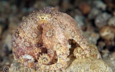 .blue.ring.octo.jpg.webp