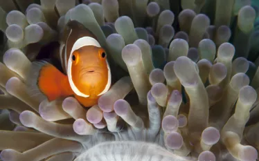 .false.clown.anemonefish.jpg.webp