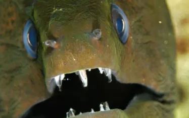.green.moray.jpg.webp